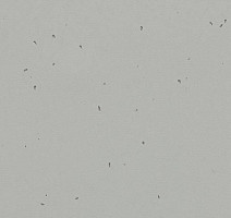 Линолеум Forbo Sphera Energetic 50202 concrete фото 1 | FLOORDEALER